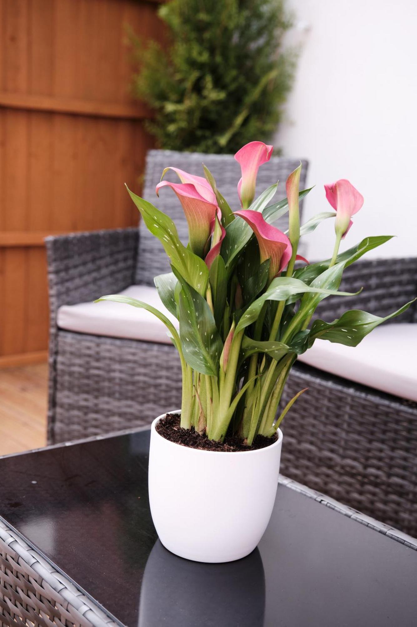 Luxury In Near Building Society Arena And Arena Shopping Park Сasa de vacaciones Coventry